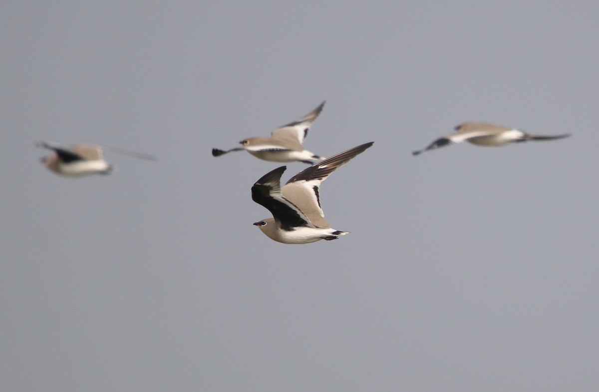 Small Pratincole - Bhaarat Vyas