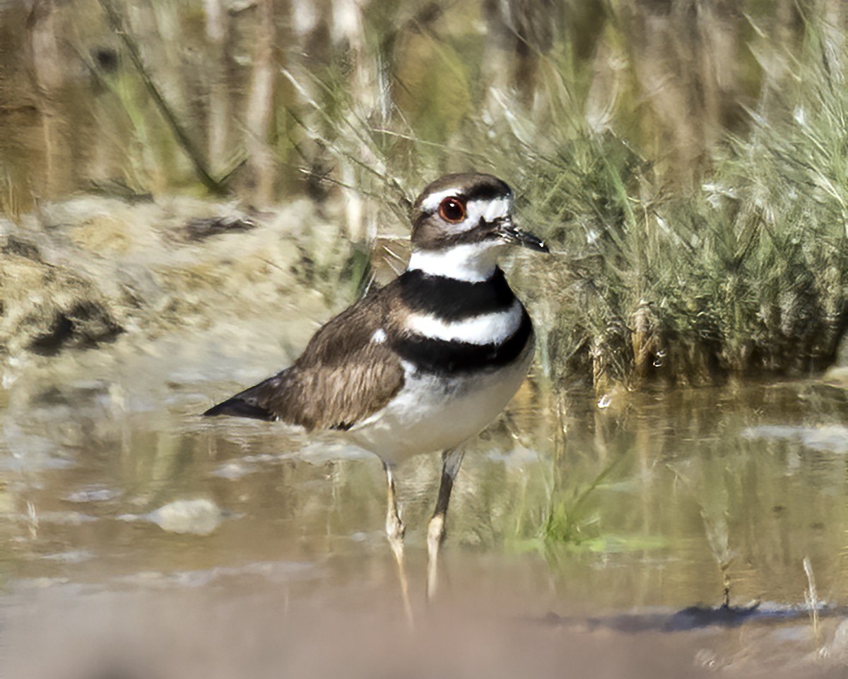 Killdeer - ML207273901