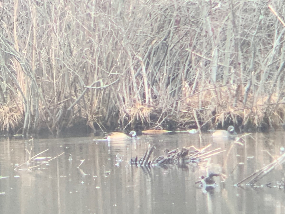 Blue-winged Teal - ML207274421