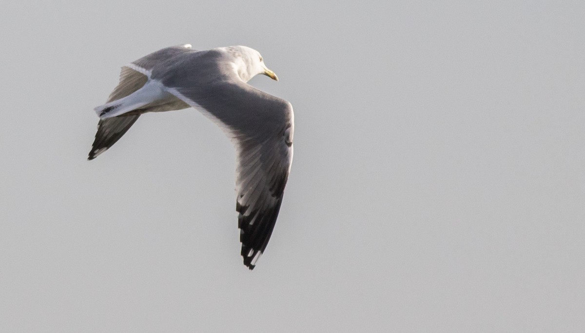 Yellow-legged Gull - ML207275351