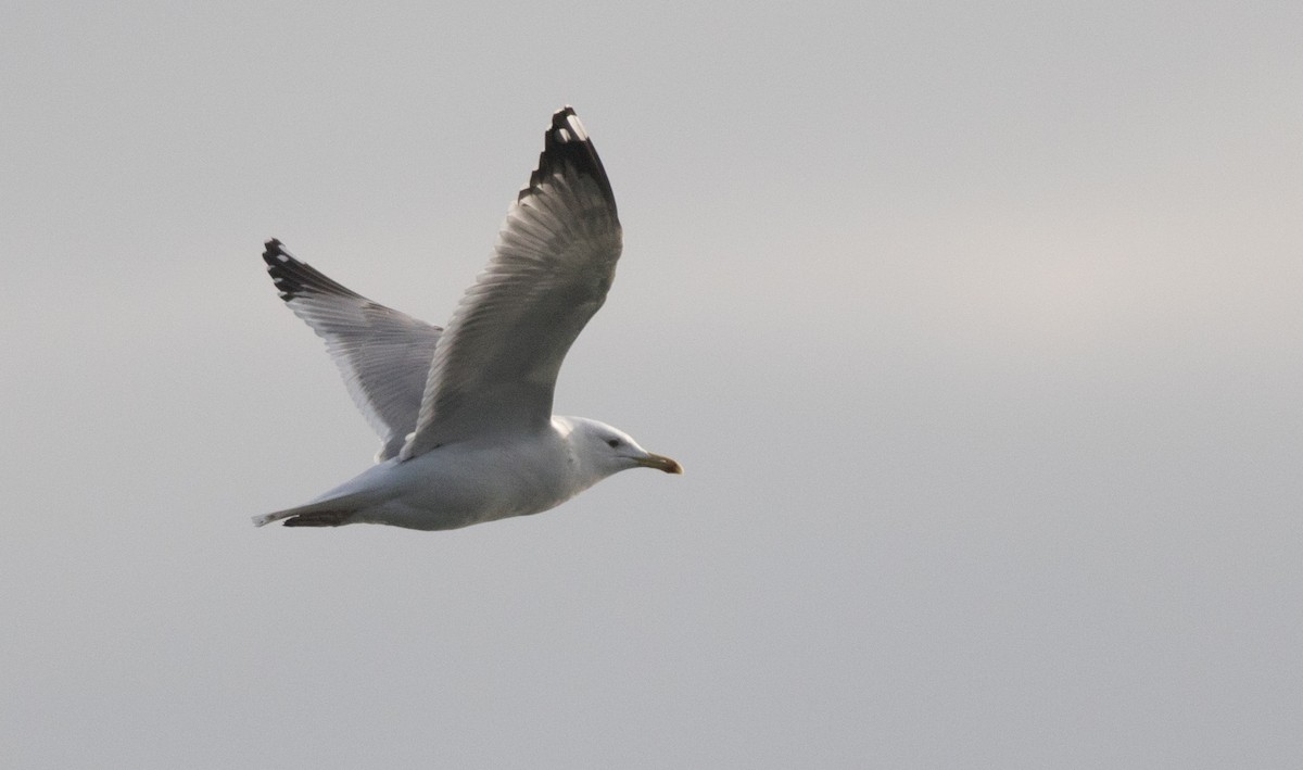 Yellow-legged Gull - Joachim Bertrands