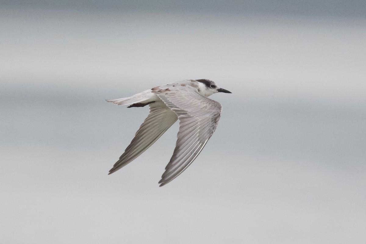 Whiskered Tern - ML207276141