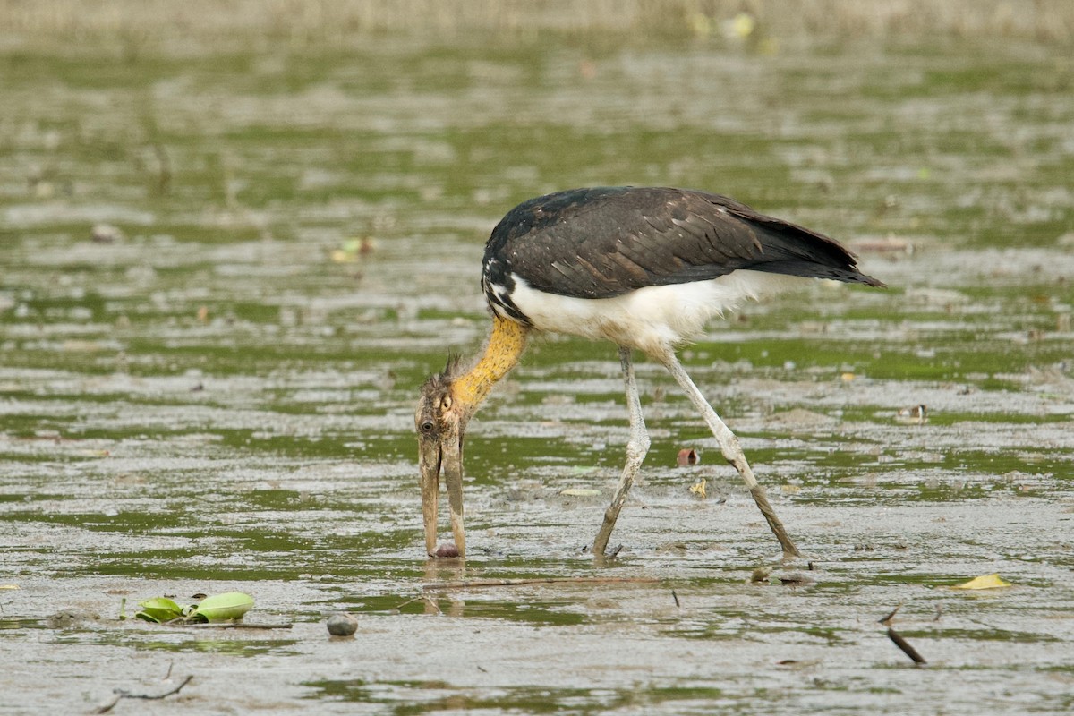 Lesser Adjutant - ML207276301