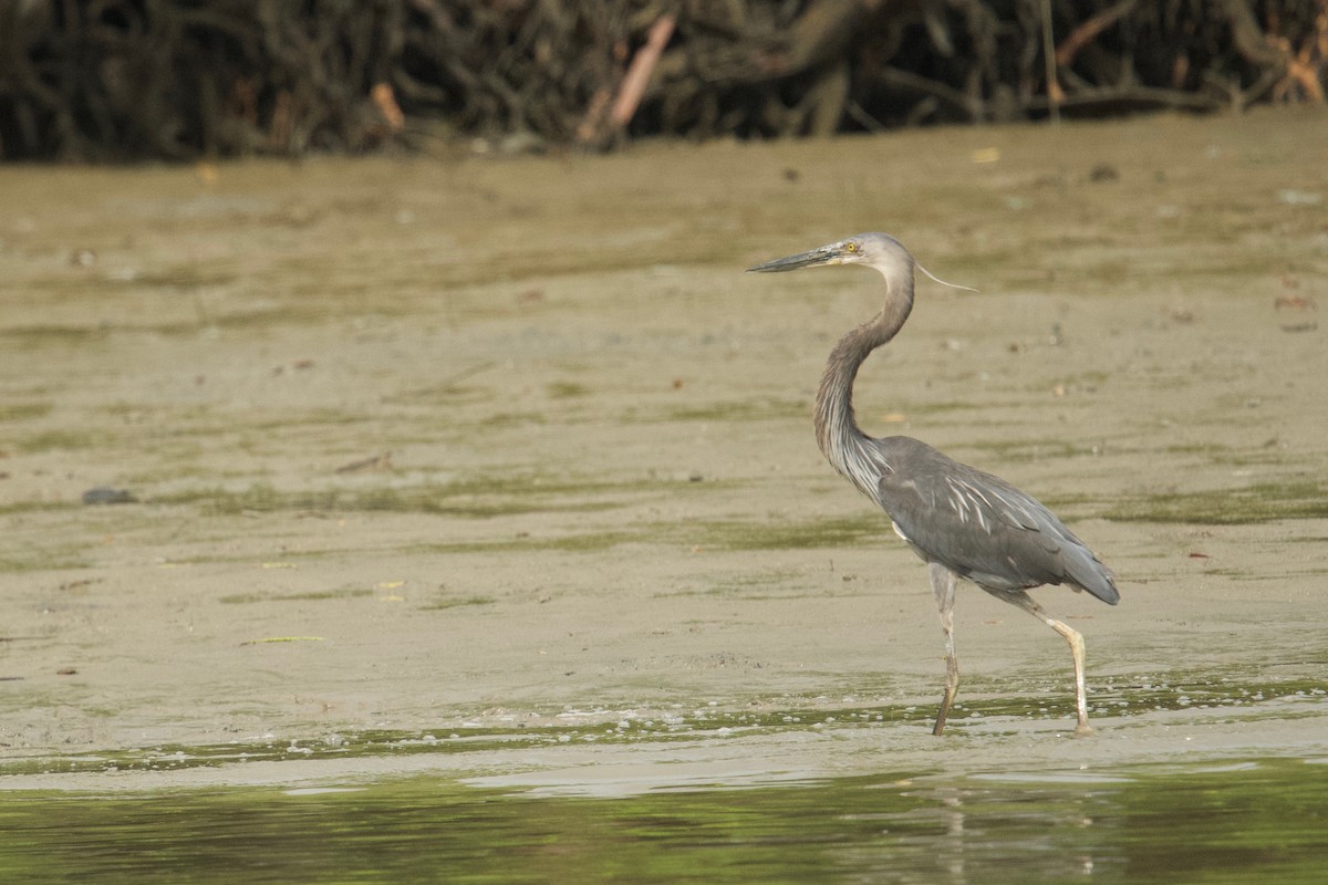 Great-billed Heron - ML207276351