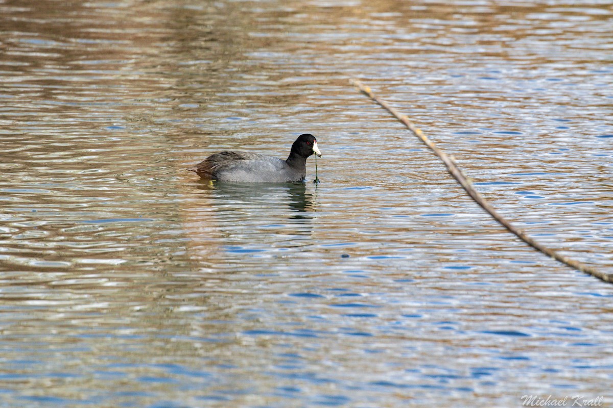 American Coot - Michael Krall