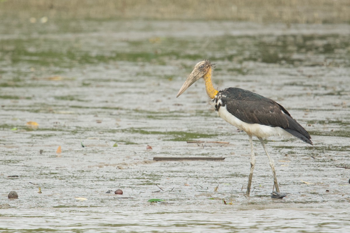 Lesser Adjutant - ML207276501