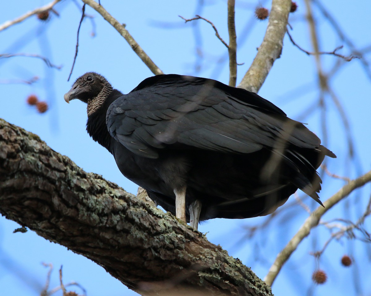 Black Vulture - ML207280931