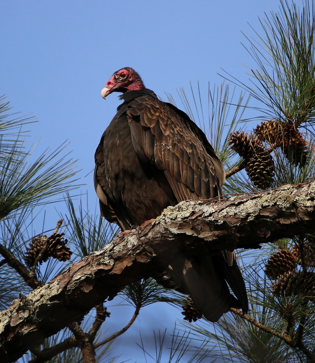 Turkey Vulture - ML207280951