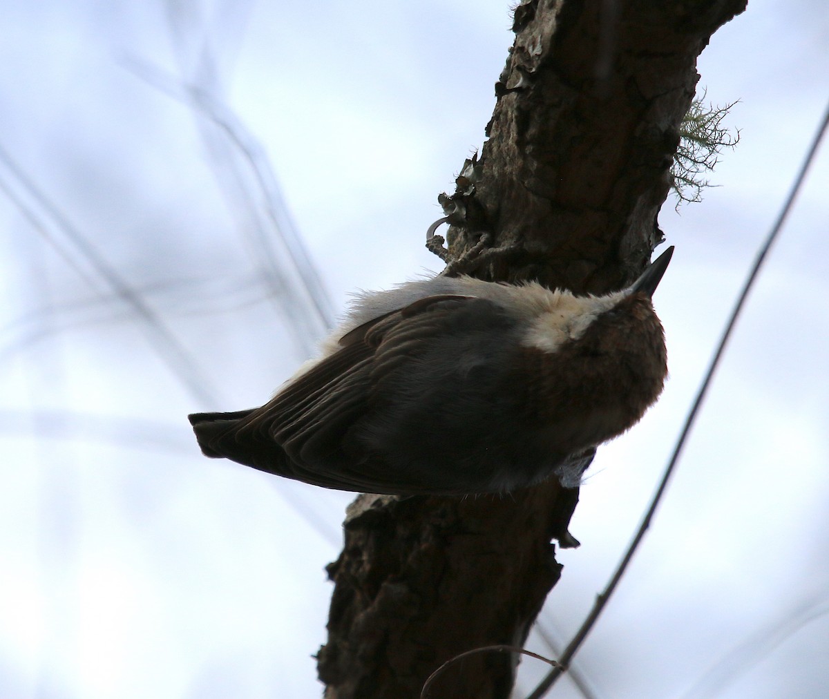 Brown-headed Nuthatch - ML207281141