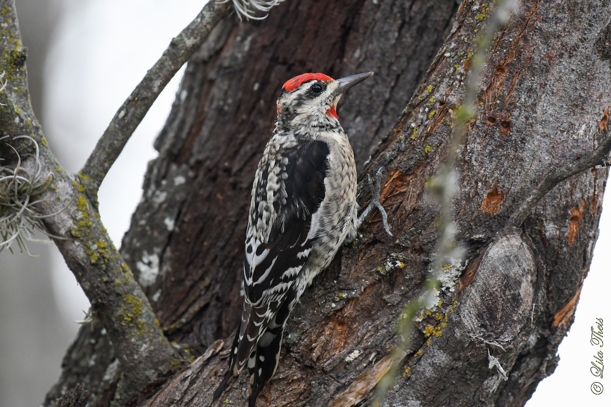 Red-naped Sapsucker - ML207282181