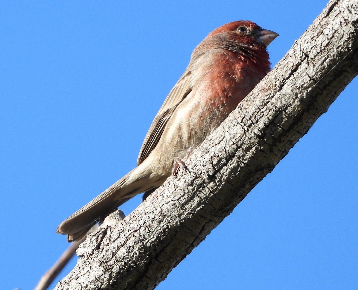 House Finch - ML207282671