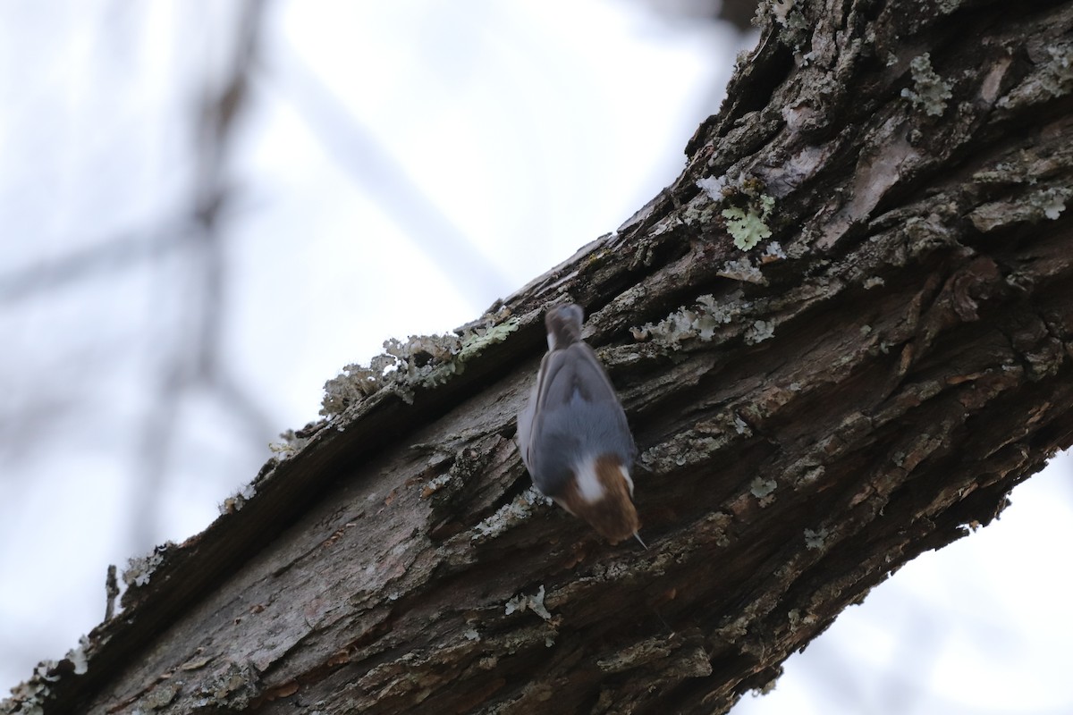 Brown-headed Nuthatch - ML207284981