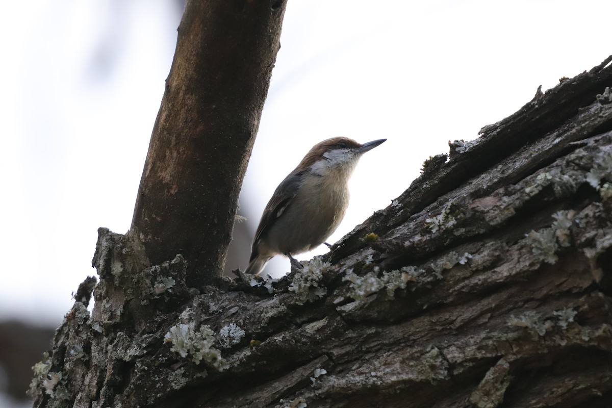 Brown-headed Nuthatch - ML207285001