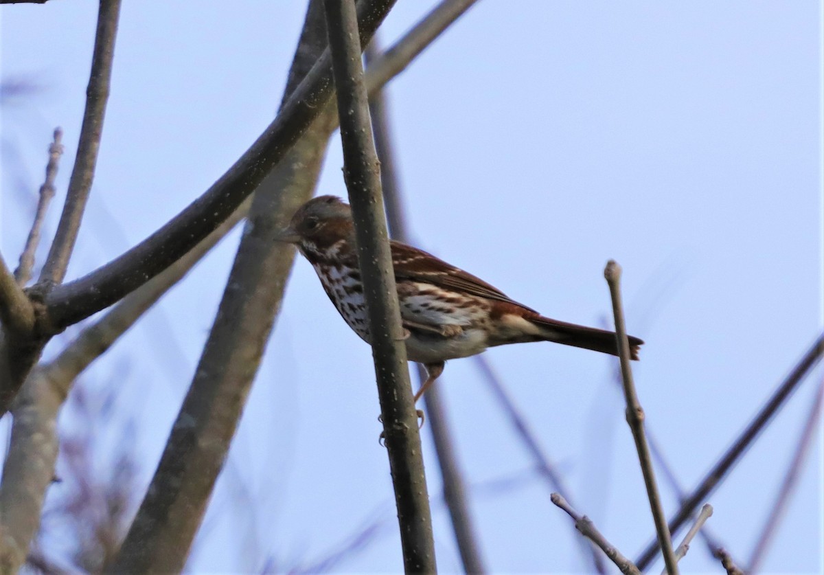 Fox Sparrow - ML207285141