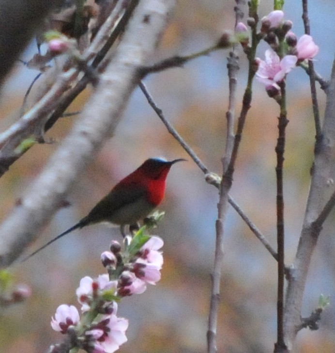 Crimson Sunbird - ML207288931