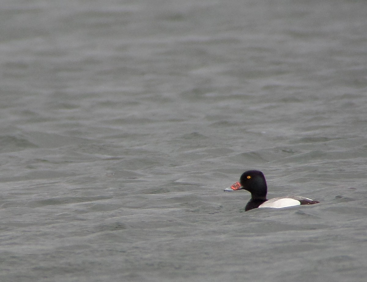 Lesser Scaup - ML207290661