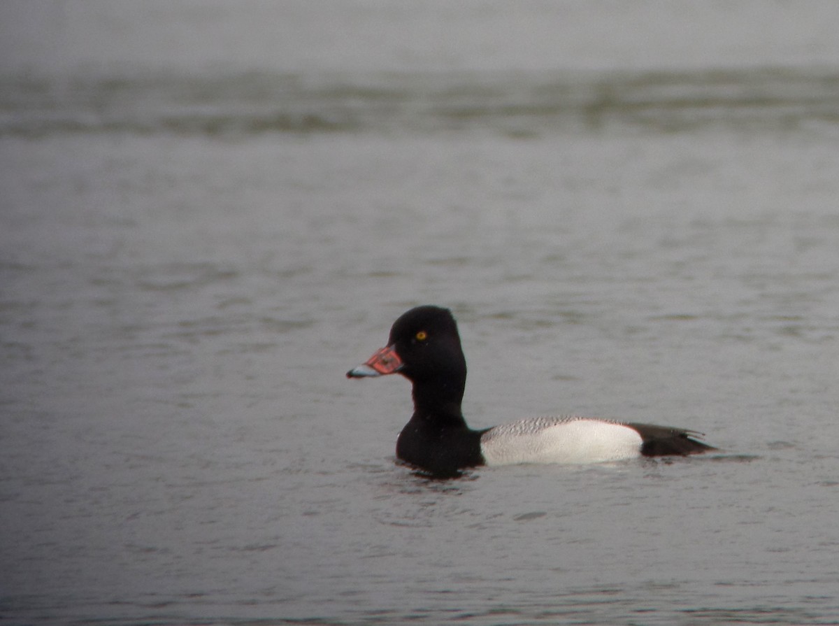 Lesser Scaup - ML207290711