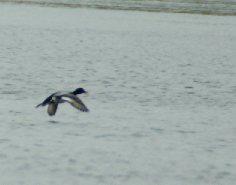 Lesser Scaup - ML207290751