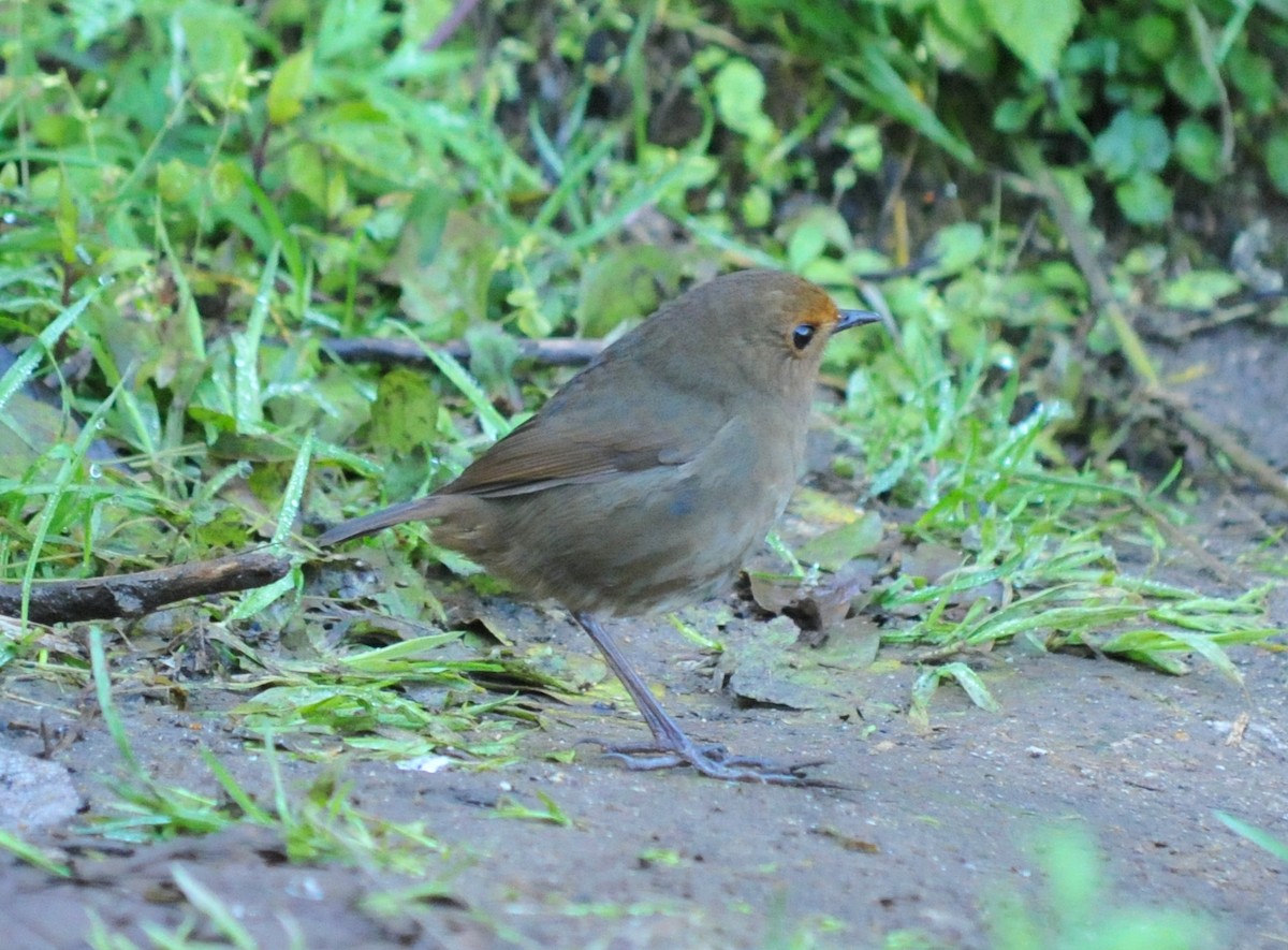 Himalayan Shortwing - Peter Carlsson