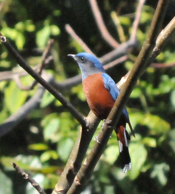 Chestnut-bellied Rock-Thrush - Peter Carlsson