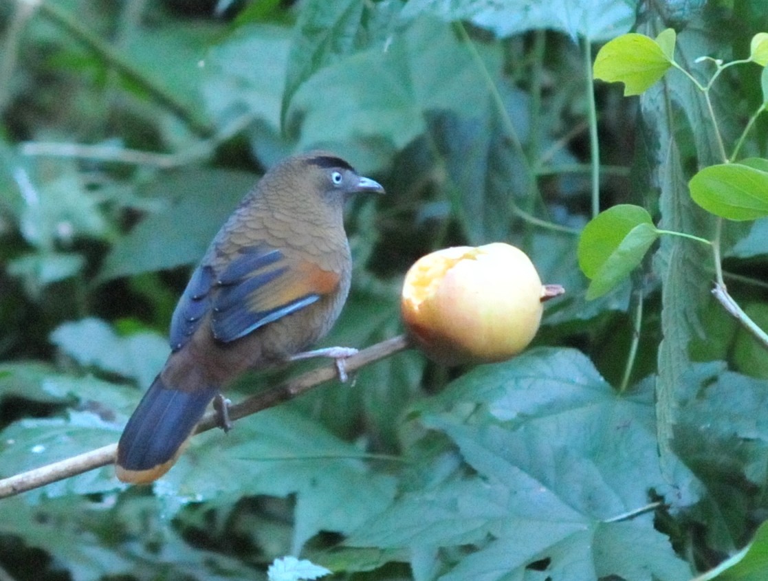 Blue-winged Laughingthrush - ML207291741