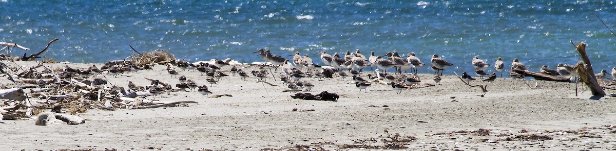 Ruddy Turnstone - ML20729261