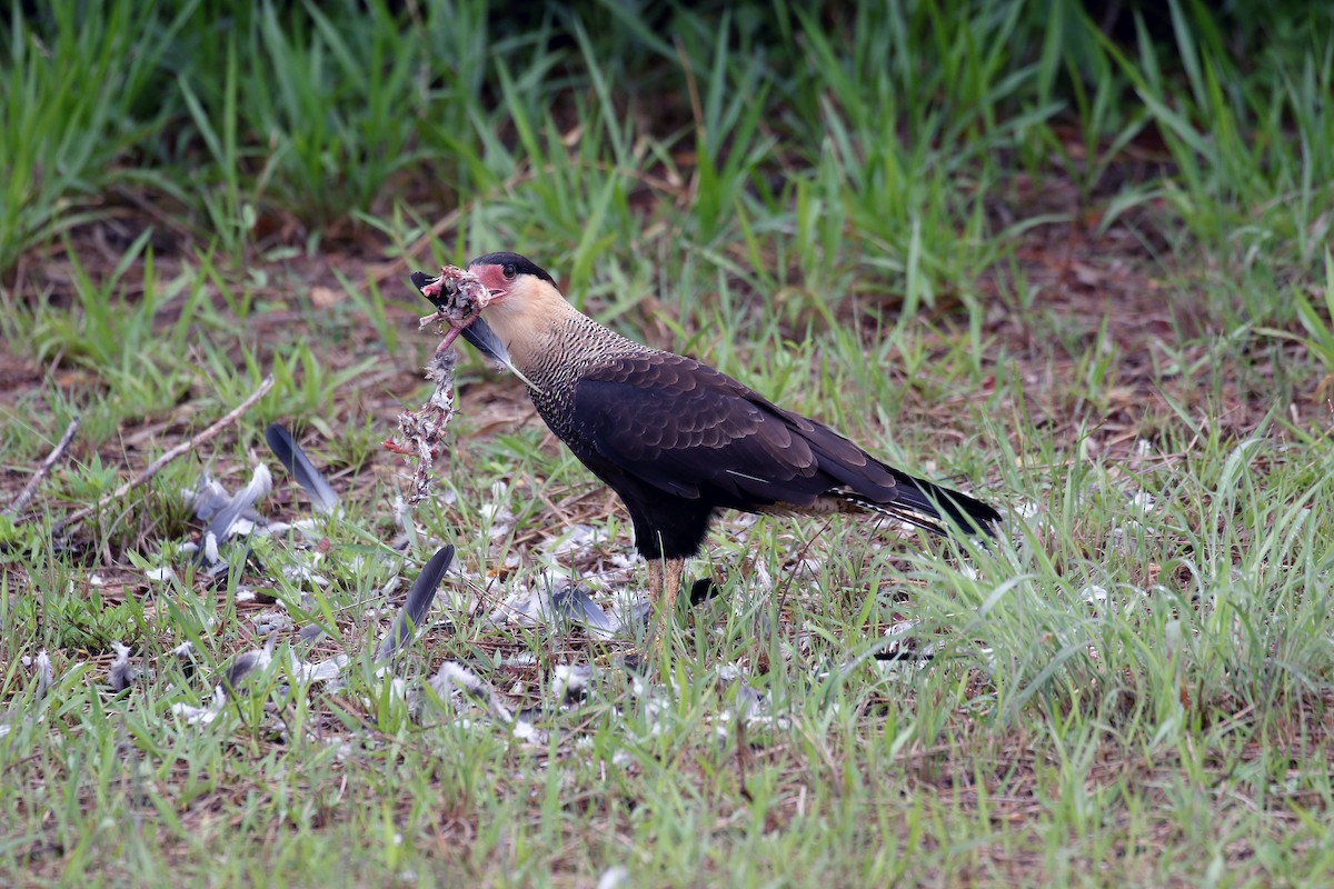 Crested Caracara (Southern) - ML207292801