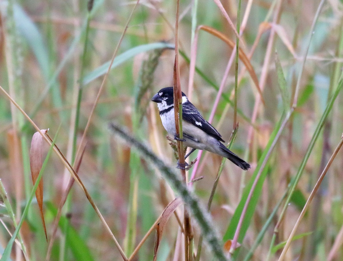 Rusty-collared Seedeater - ML207293281