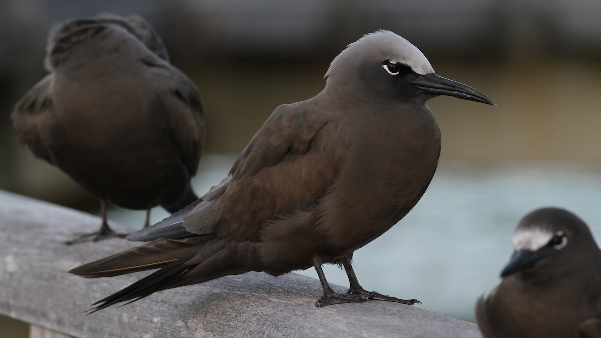 Brown Noddy - ML20729471