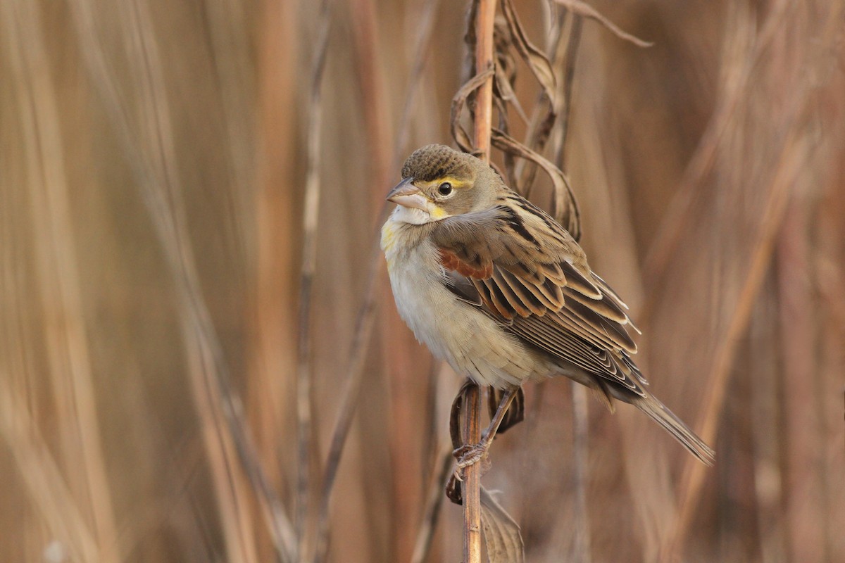 Dickcissel - Evan Lipton