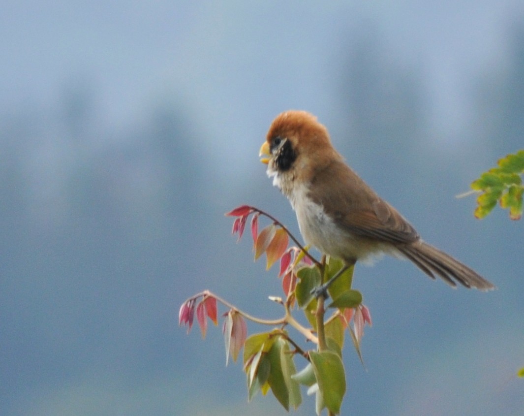 Spot-breasted Parrotbill - ML207296601