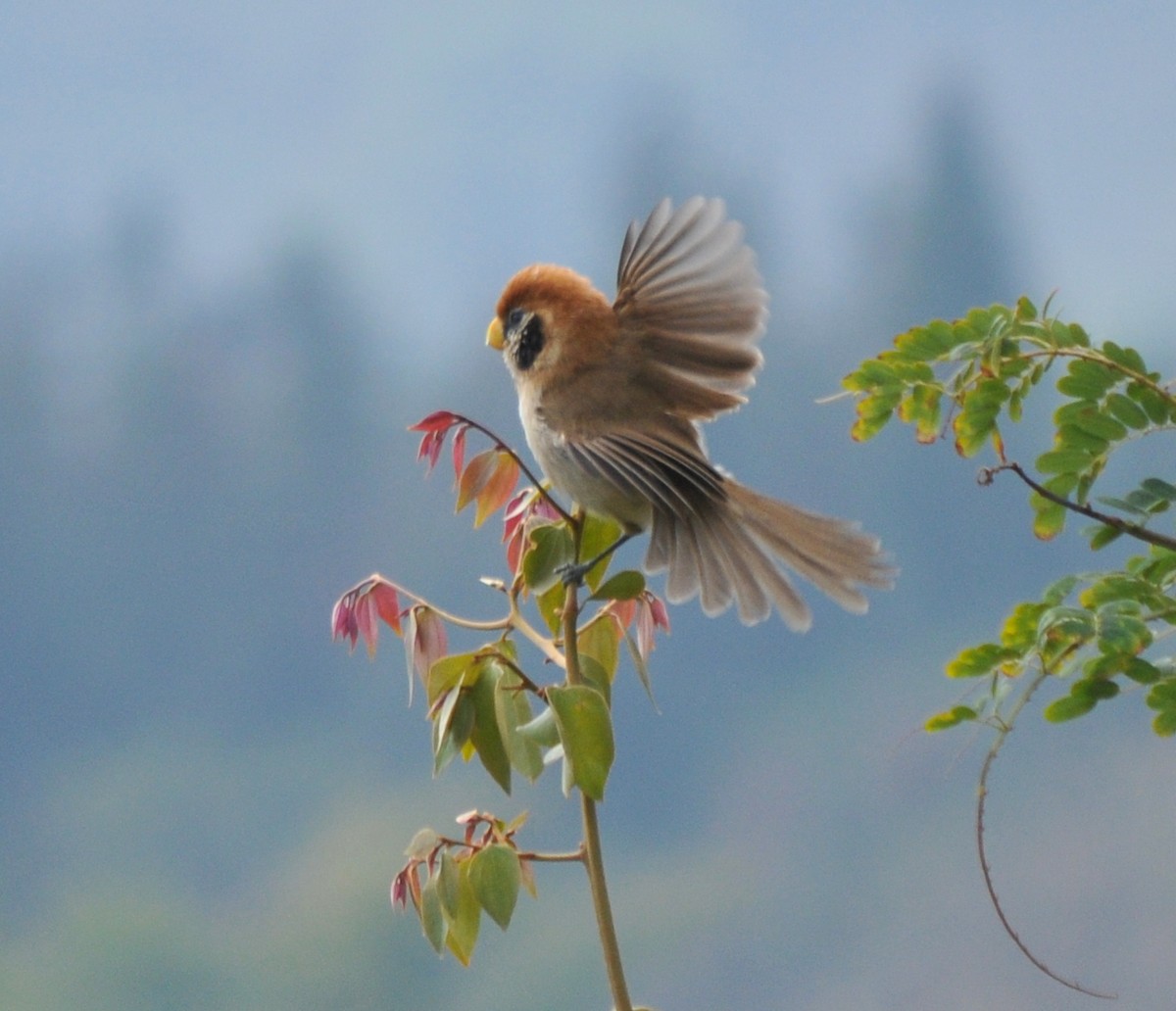 Spot-breasted Parrotbill - ML207296621