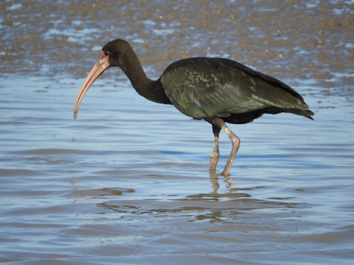 Bare-faced Ibis - Silvia Enggist