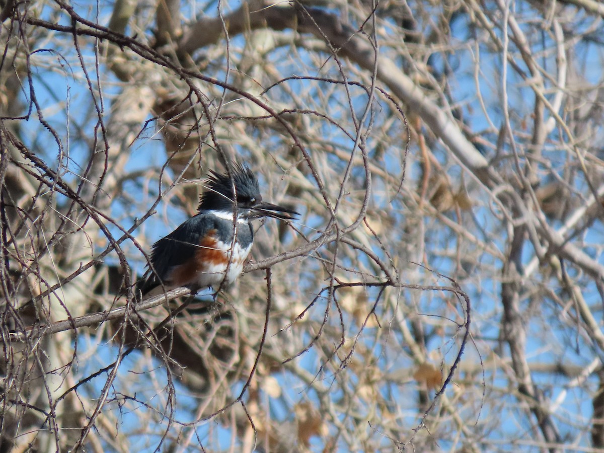 Belted Kingfisher - ML207299091