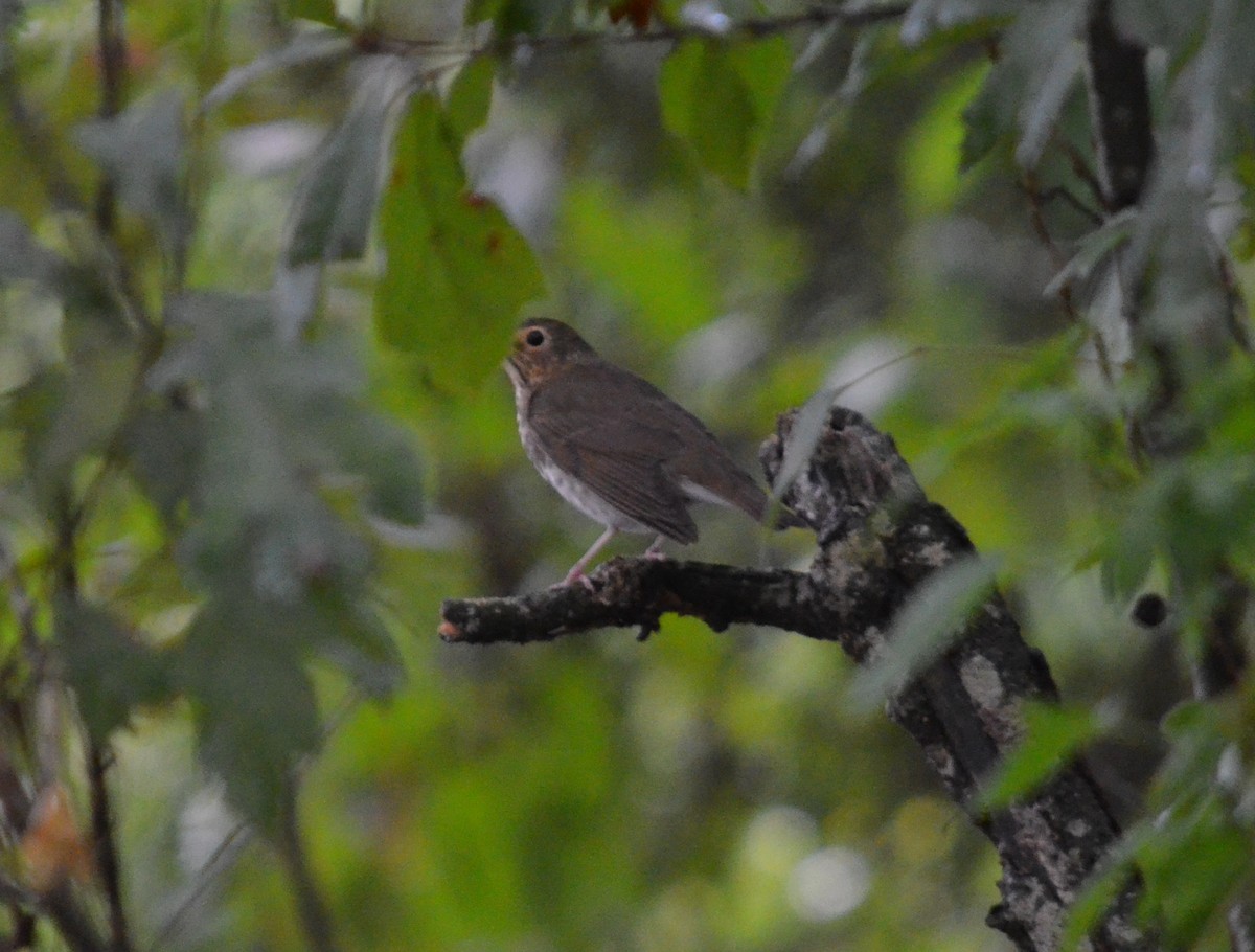 Swainson's Thrush - ML20729911