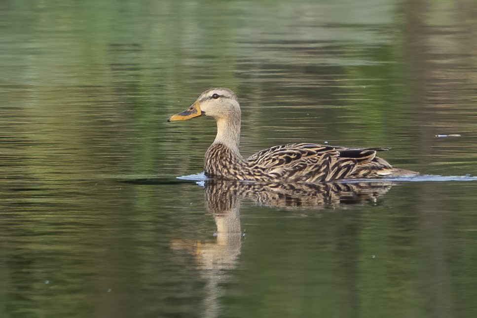 eBird Checklist - 4 Feb 2020 - Red Bug Slough Preserve - 35 species (+1 ...