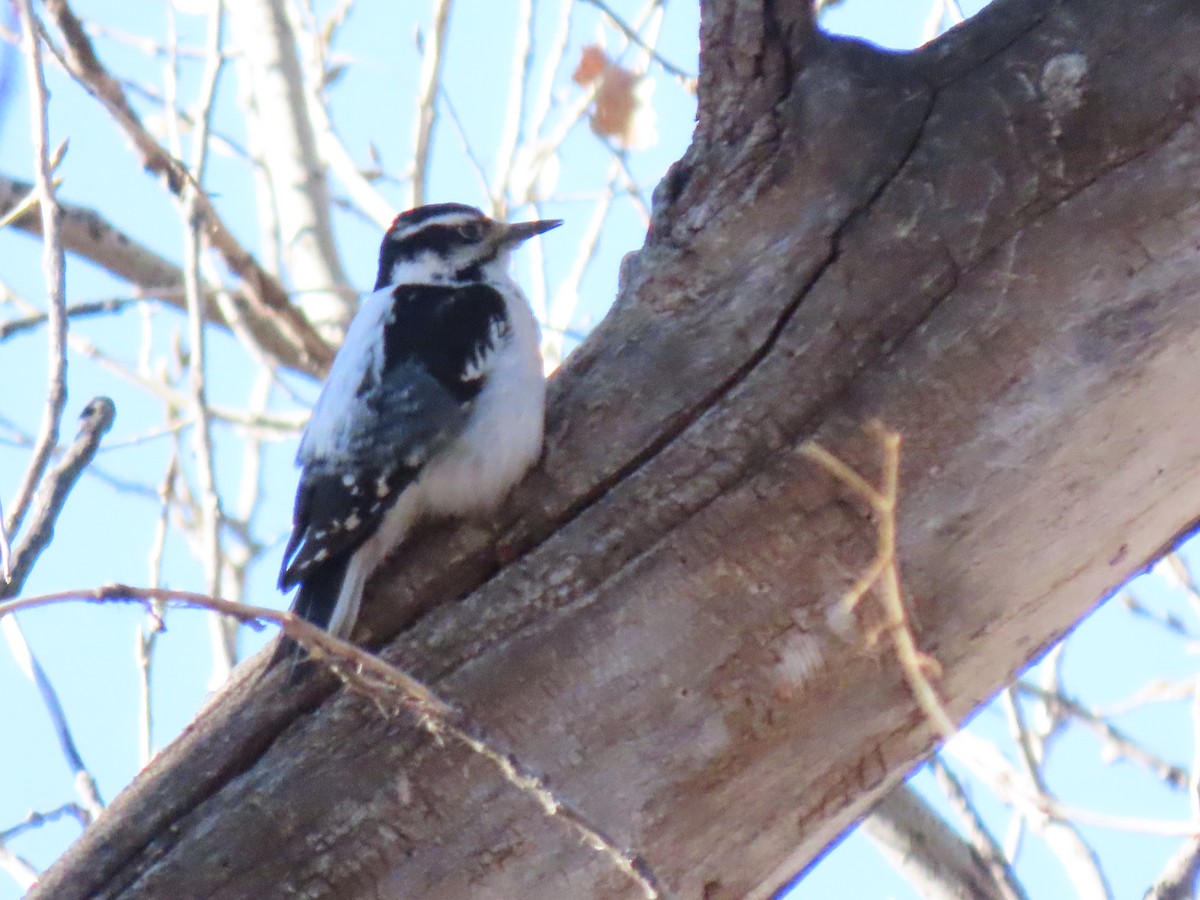 Downy Woodpecker - ML207299371