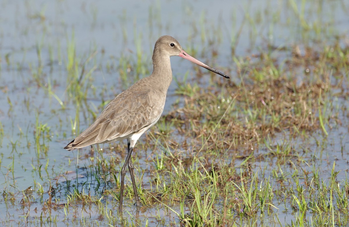 Black-tailed Godwit - ML20729951