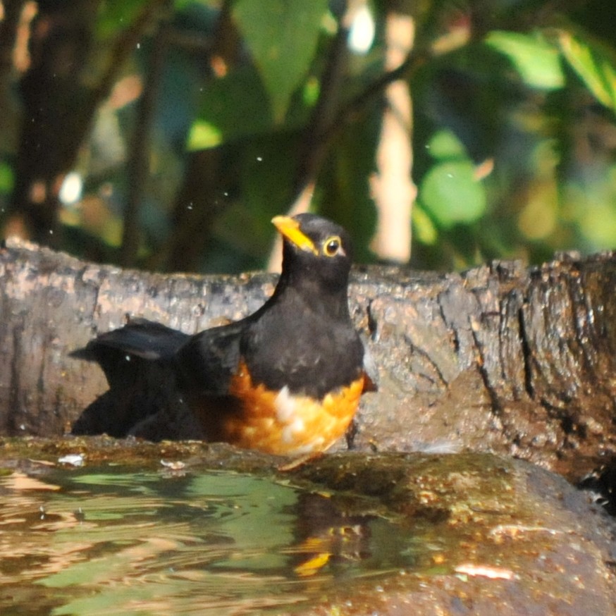 Black-breasted Thrush - ML207299581