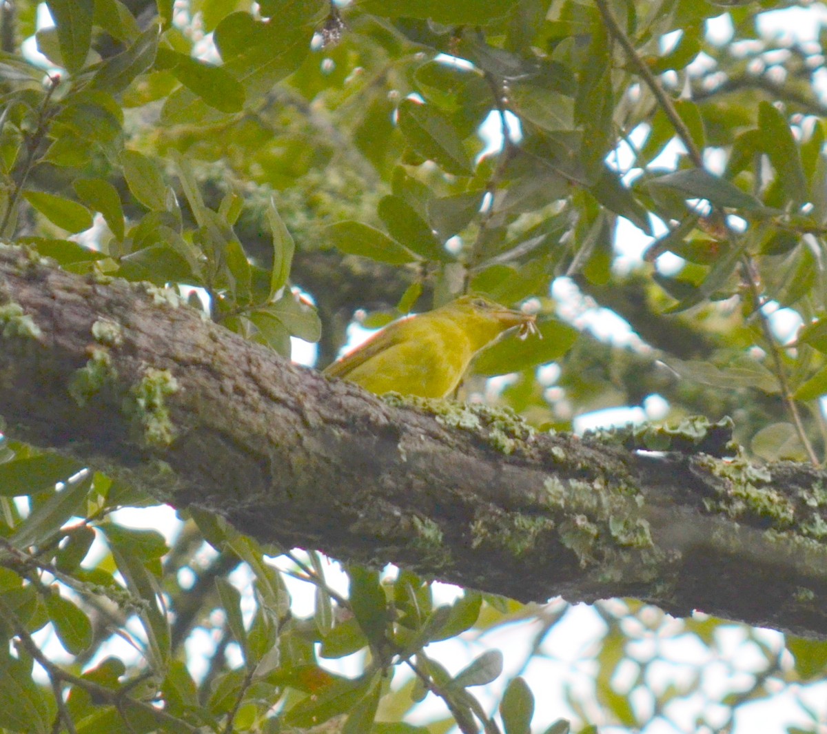 Summer Tanager - ML20729981