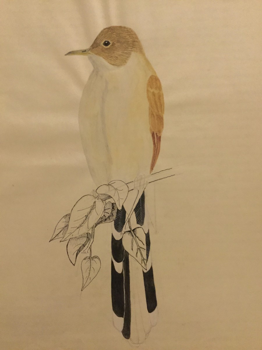 Yellow-billed Cuckoo - ML207299851