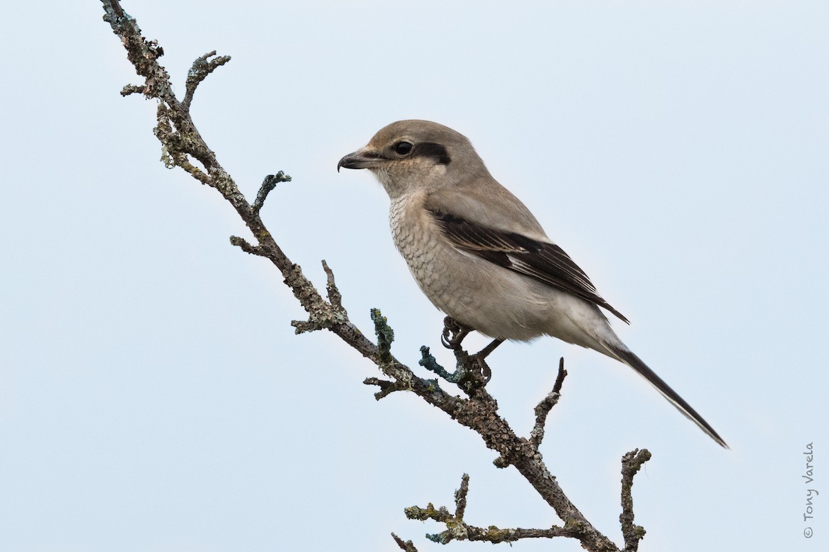 Northern Shrike - Tony V