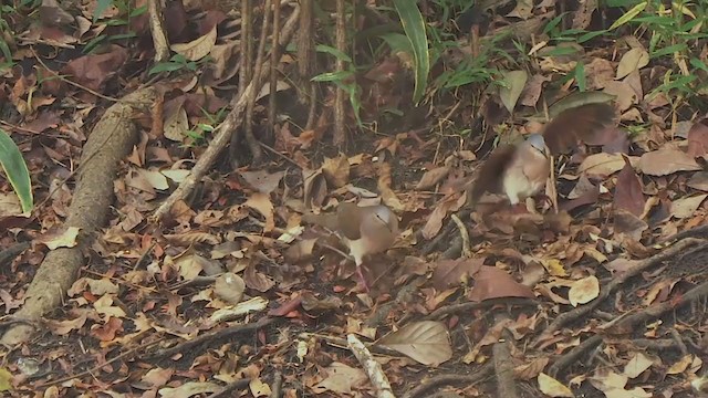 Gray-headed Dove - ML207300751