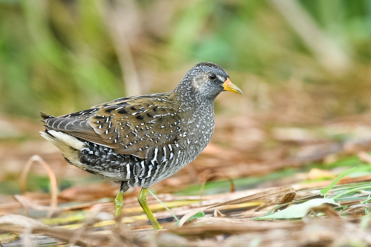 Spotted Crake - Harish Thangaraj