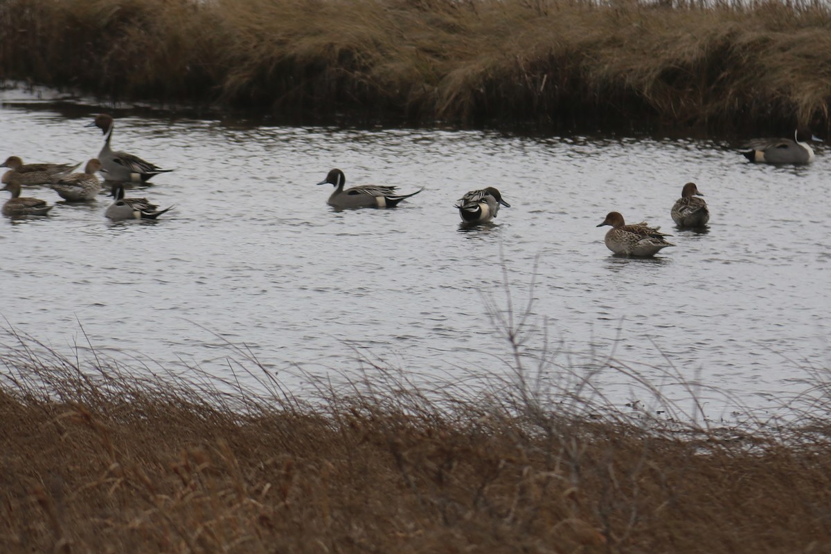 Northern Pintail - ML207301991