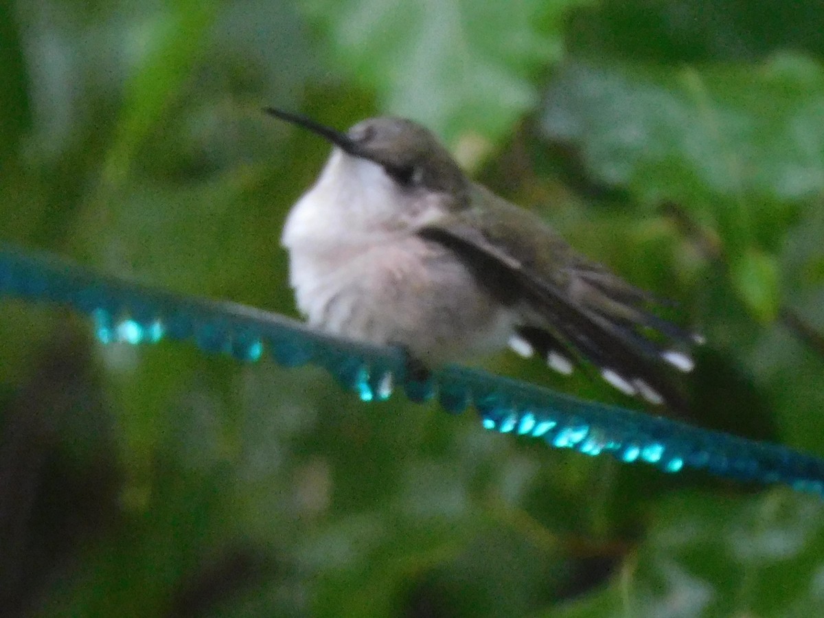 Ruby-throated Hummingbird - Marylene Lacasse