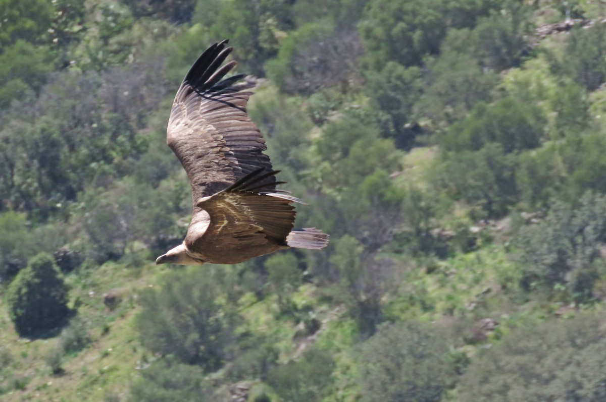 Eurasian Griffon - ML207303241