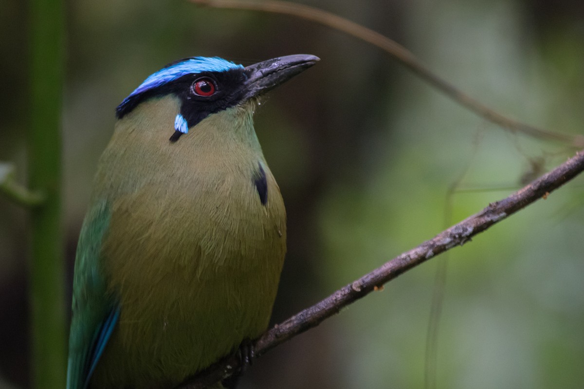 Andean Motmot - ML207303641