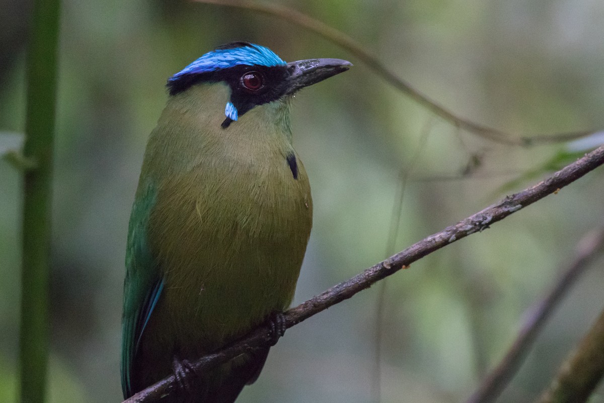 Andean Motmot - ML207303781