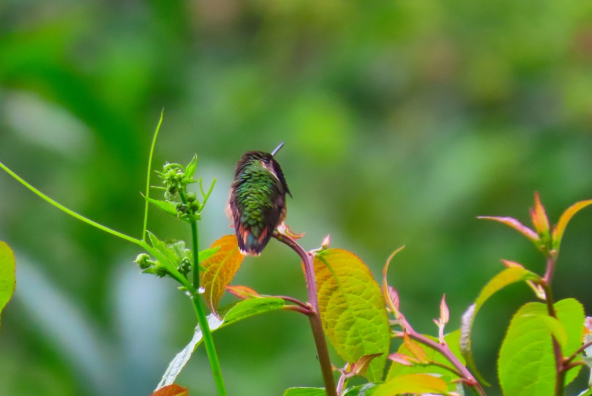 Wine-throated Hummingbird - ML207307041
